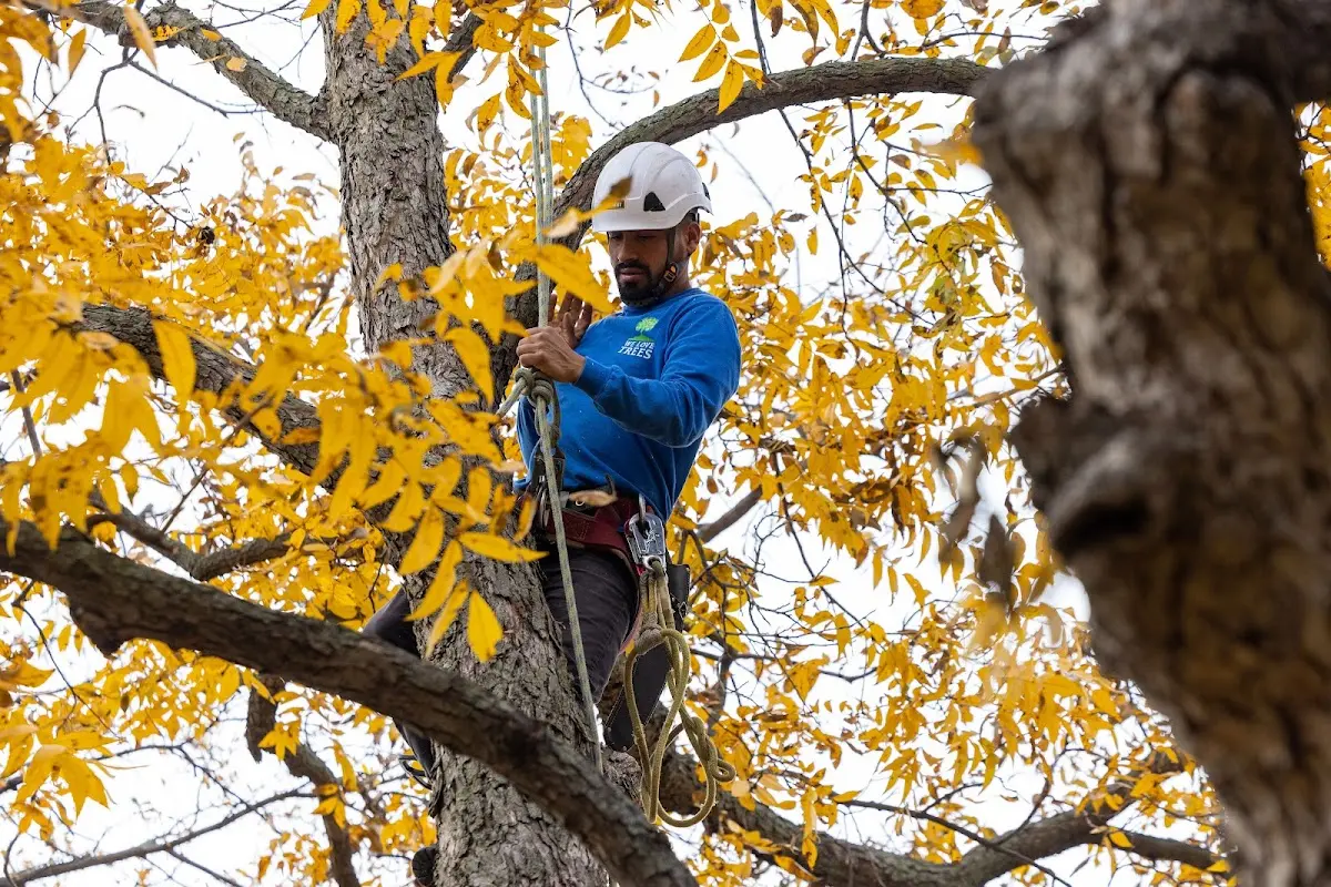 Skilled Tree Trimming crew working in Holladay