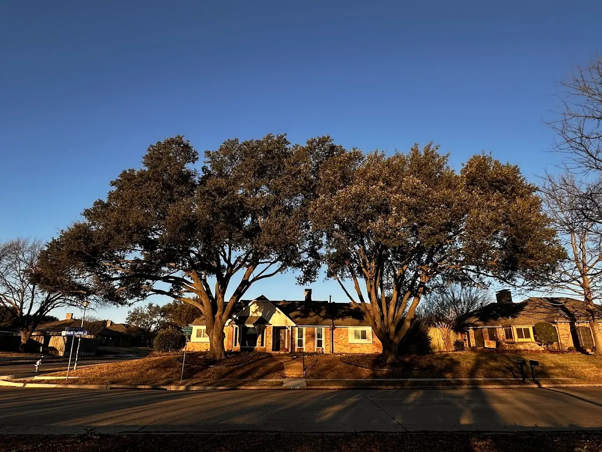Established residential canopy tree shading a home in Holladay